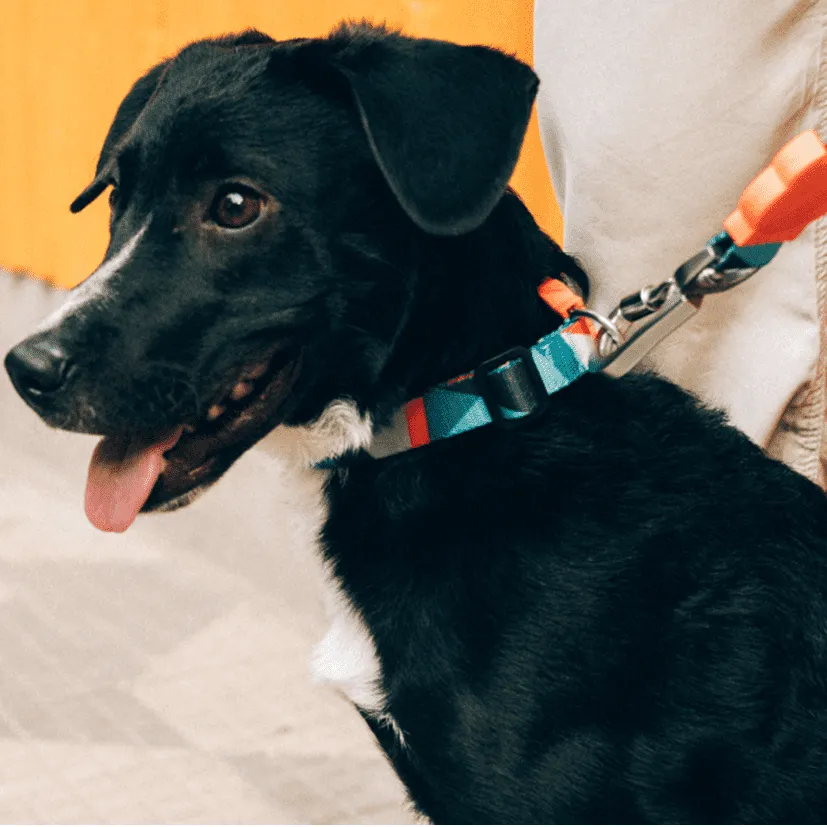 Zee.Dog Collar Ella